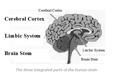 The Three Brains