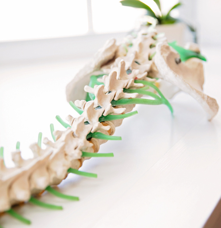 A beautiful spine model